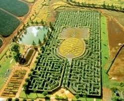 World S Largest Maze Dole Plantation Pineapple Garden Maze Ko
